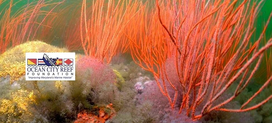 Reef Builder: Dedicated to Those Who are Devoted to Restoring Marine Ecosystems - Hook sunglasses