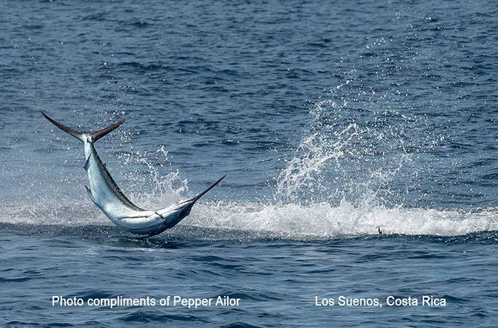 Photo by Pepper Ailor, Marlin Jumping