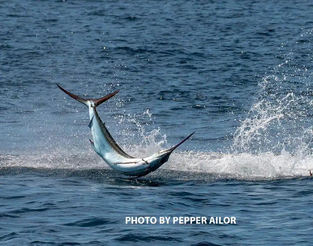 Marlin Jumpin out of the water